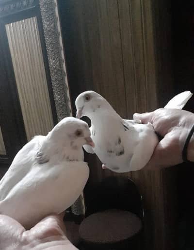 Chatri wala breedar pair for sale