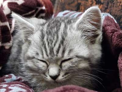 siberian tabby kitten