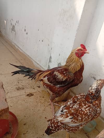 Pure lasani and Jawa Aseel for sale