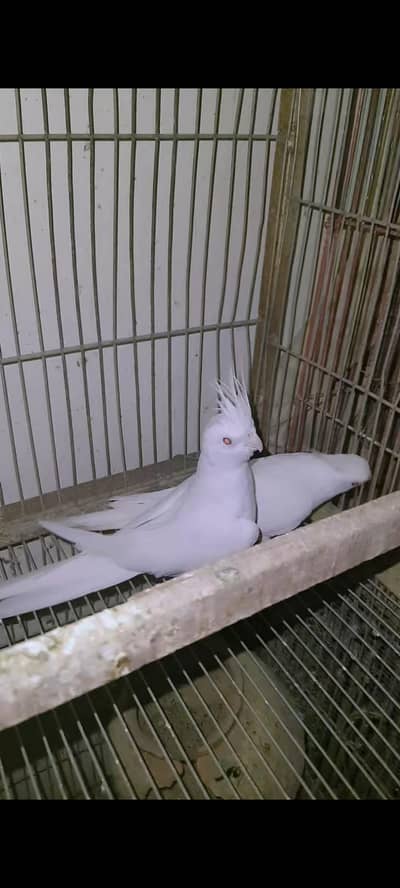 eno redeyes female cocktail cockatiel