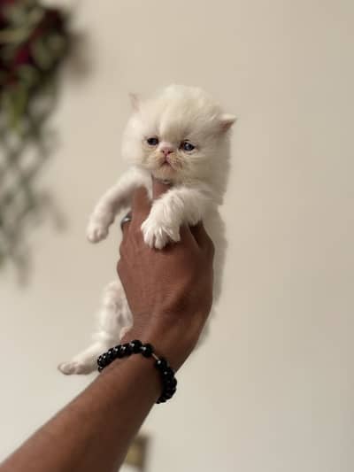 Triple coted punch face