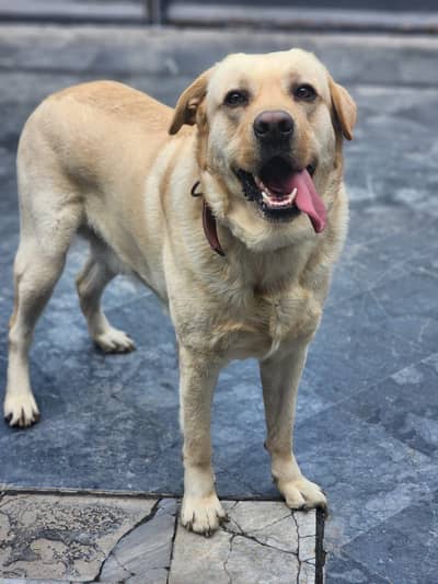 Male  Labrador for sale