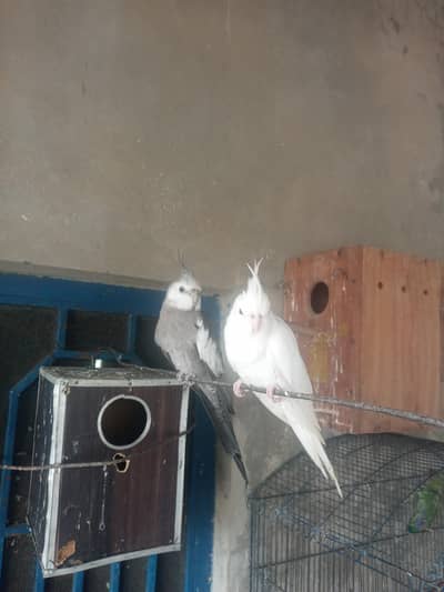 Cockatiel 2 full bareedar pair for sale
