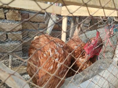 Lahman brown eggs lying