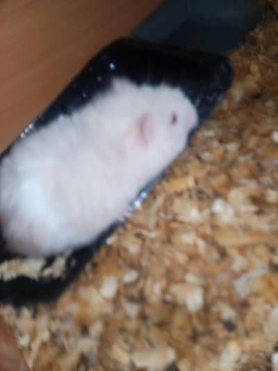 Syrian hamster  adult pair