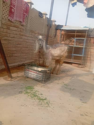 female with 10month  male