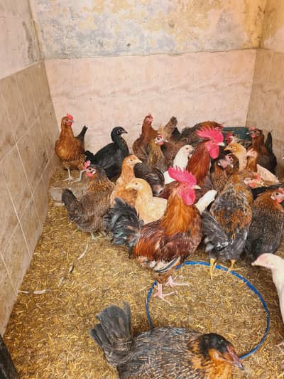 Golden Misri Murgia For sale