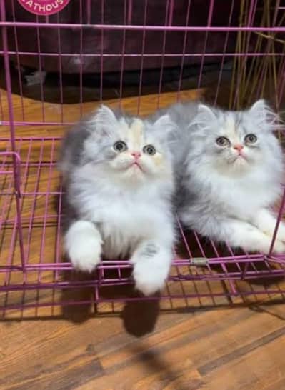 Extreme quality Persian kittens for sale (adult cats on adoption)
