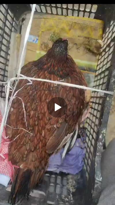 Aseel kruk for sale urgent