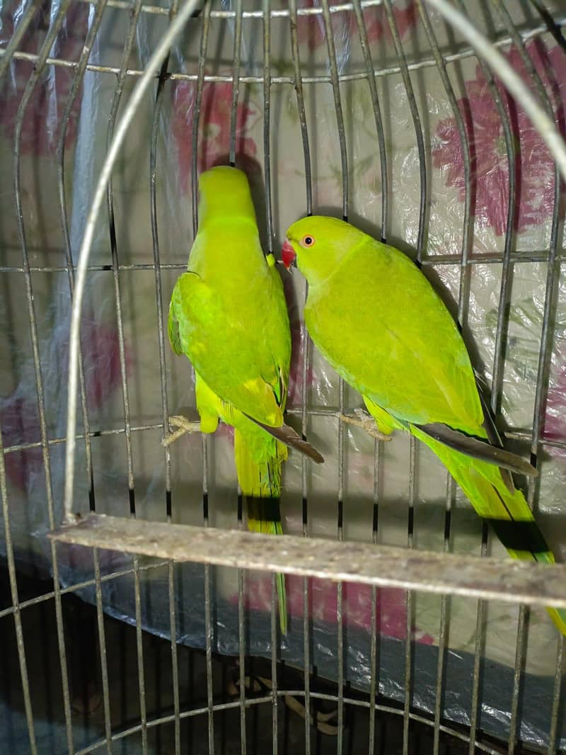 green ring neck pair 0