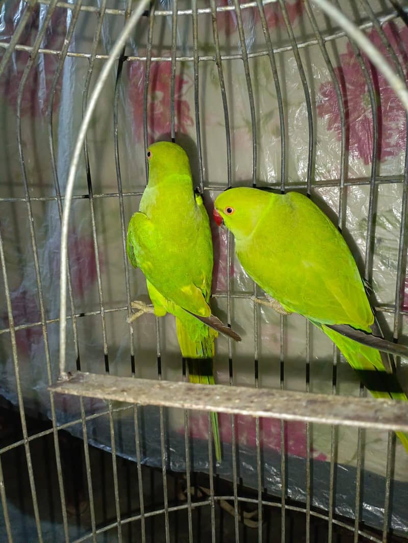 green ring neck pair 2