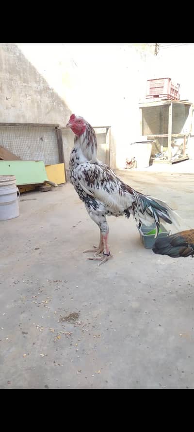 Mashallah Chena breeder male