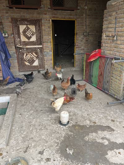 Pure desi eggs(what)app(03405668354)