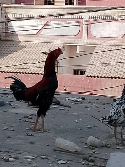 aseel lakha breed with full size around 2.4 fit