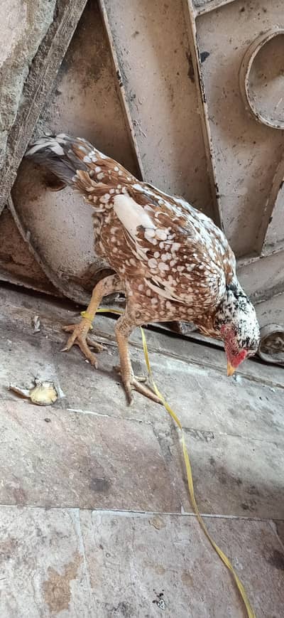 pure aseel chini madi