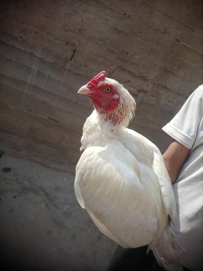 Aseel paper white heera  Miawali  Old bloodline