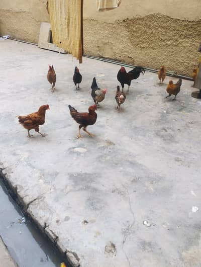 7murgiya Ando wali ek murga