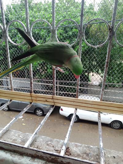 Alexander parrot (pahari) raw parrot