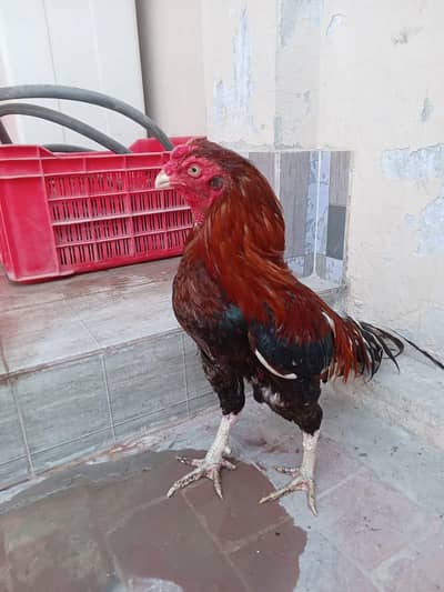 lakha breeder male