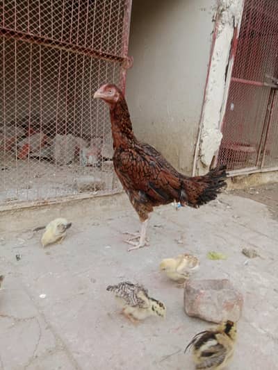 Aseel Murge sat 5 chicks