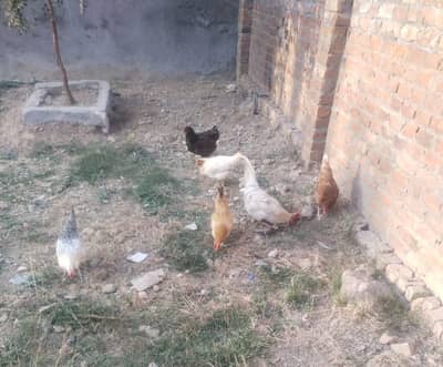 6 hens for sale