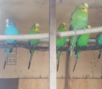 Australian parrots, budgies