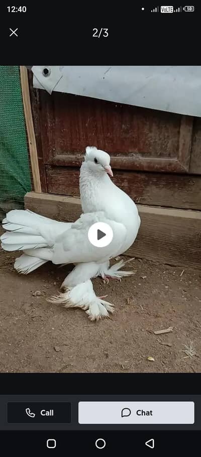 lucky female for Sale Best quality video available on WhatsApp