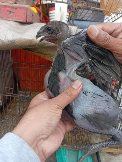 Dragon chicks 5 piece