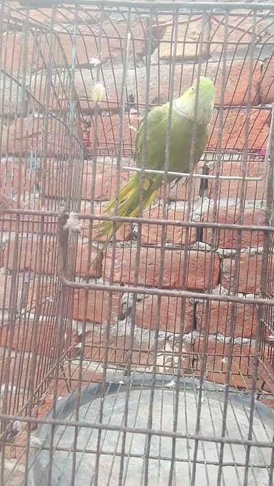 Sami tam 03400706954 3999