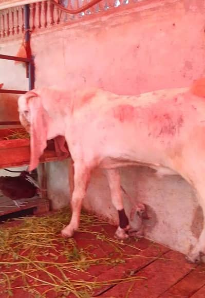 gulabi breeder for sale