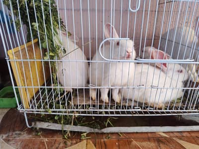 rabbit for sale