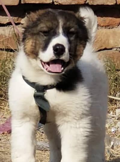 kurdish kangal male dog for sale