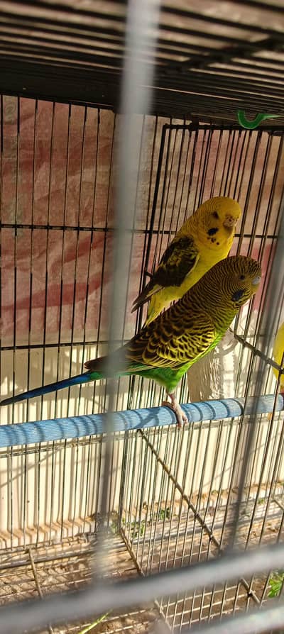 black pace male black wing female top quality pair