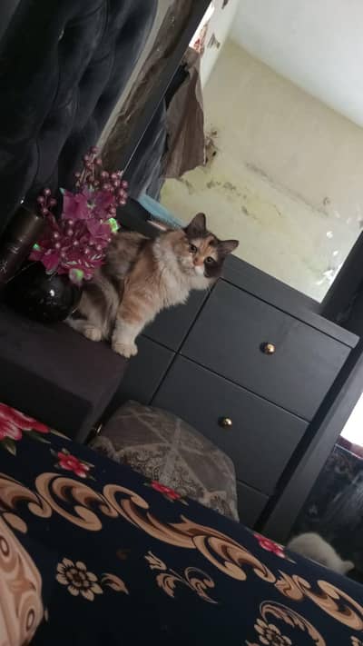 brown and black color