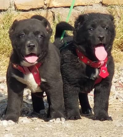 king kurdish kangal Pair / security dog / kurdish kangal puppy