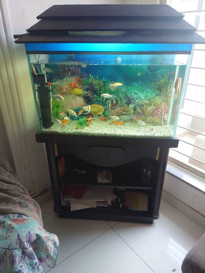 Fish Aquarium