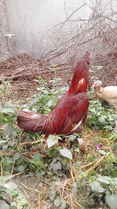 high quality male female