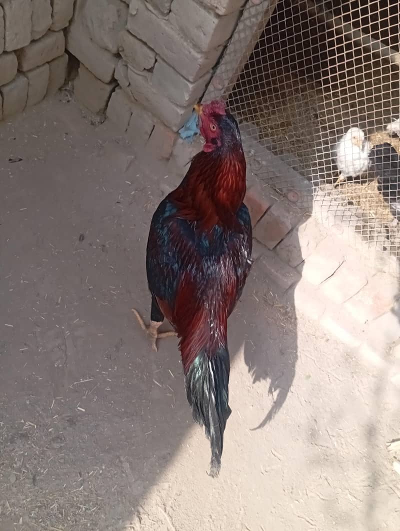 black mushka murga 1