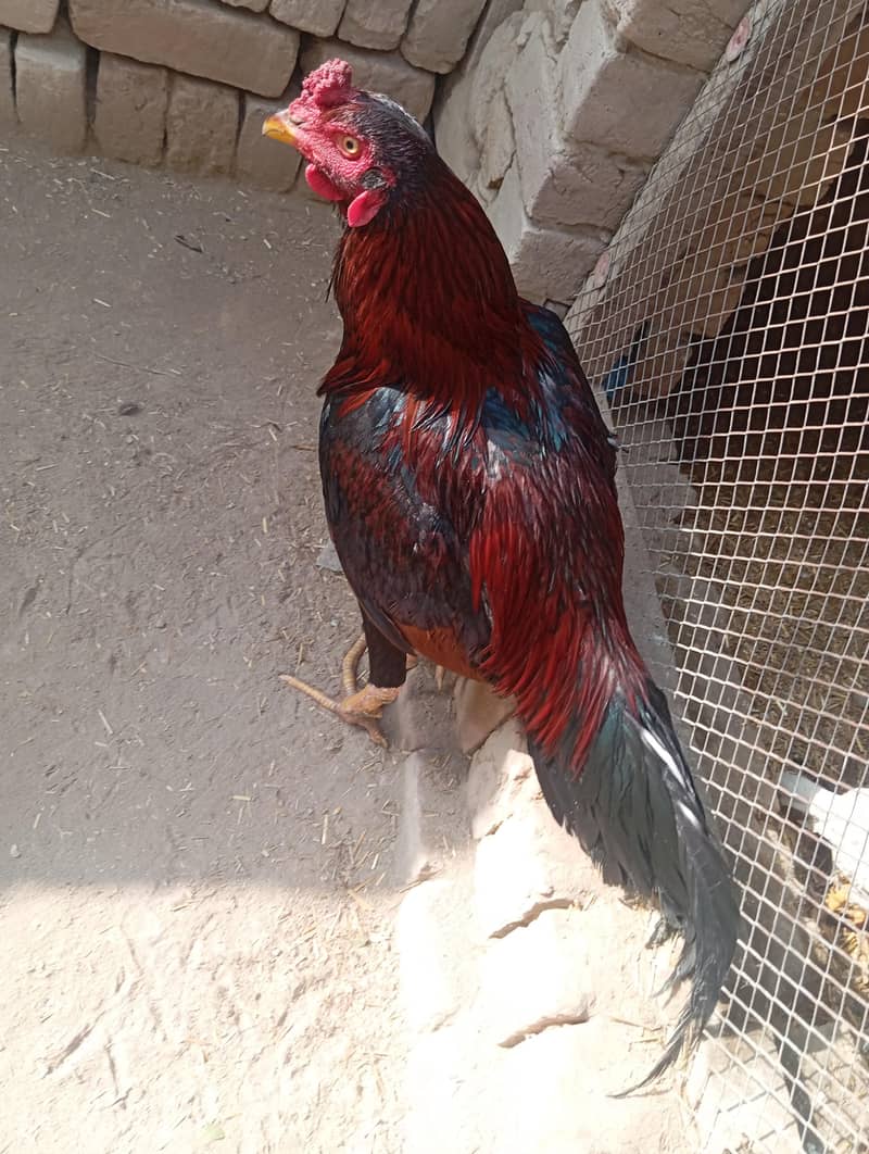 black mushka murga 2