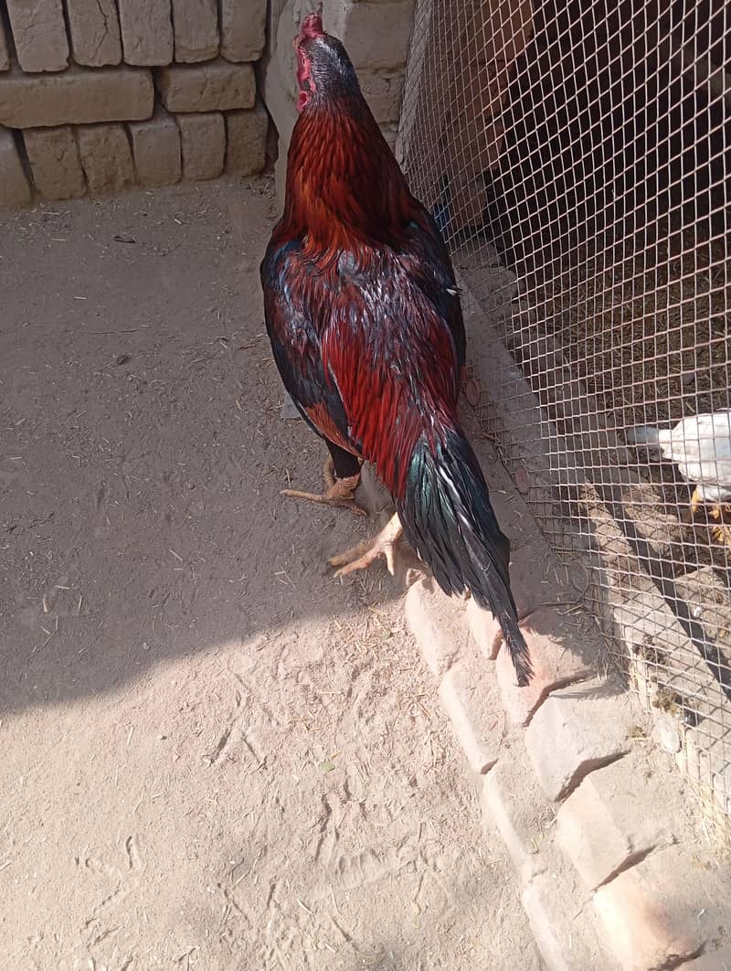 black mushka murga 3