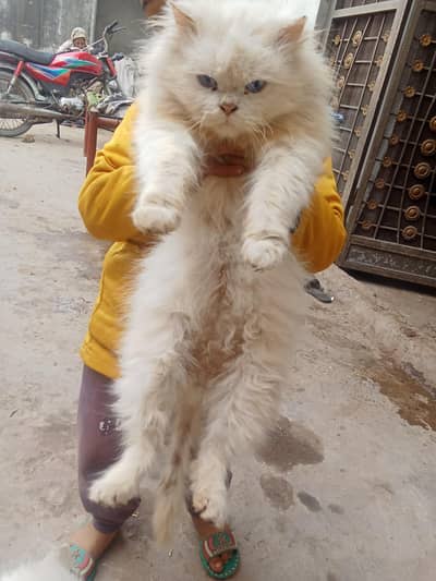 parshion cats is Soo good breading pair