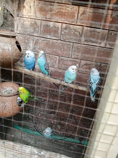 Home breedar pair aur pathy jis NY lyny rabta kry