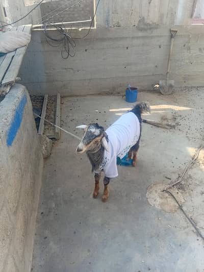 unique print female goat