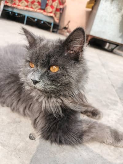 Persian Grey Cat