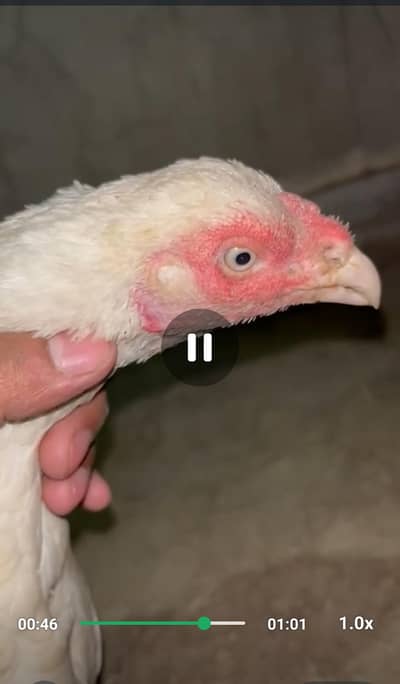 paper white hera aseel nok nAlii white