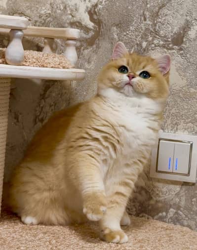 British short Hair Female Imported