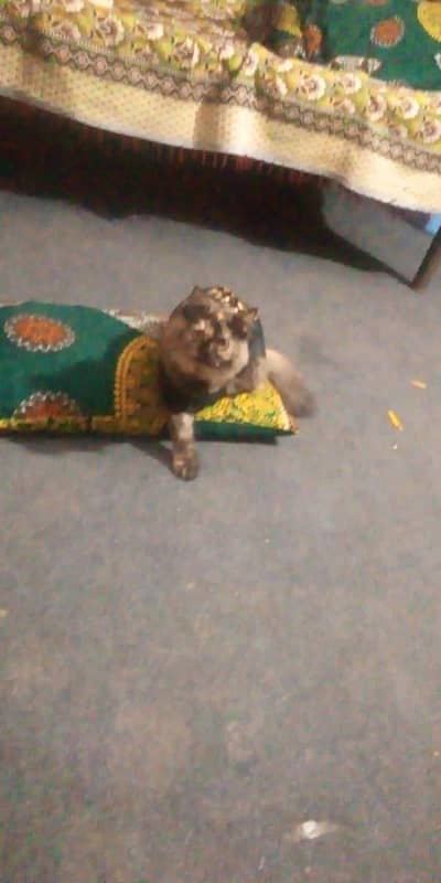 home breed yellow eyes