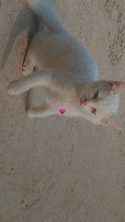 PERSIAN KITTEN PAIR WITH GREY EYES