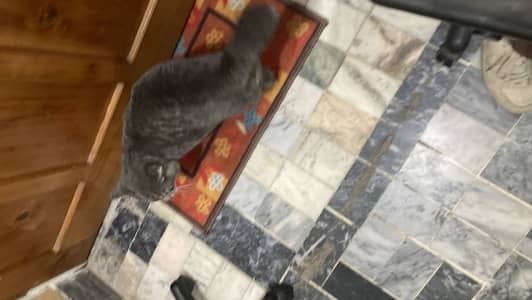 Male British Double Coated Cat