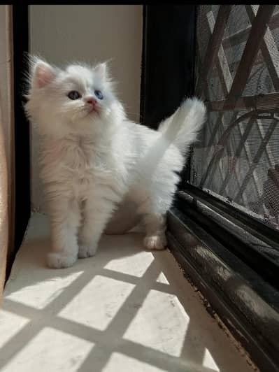 white Persion kitten  blue eyes 